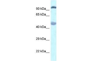 WB Suggested Anti-Egln2 Antibody   Titration: 1. (PHD1 Antikörper  (C-Term))