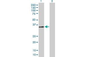 Western Blot analysis of DNASE1 expression in transfected 293T cell line by DNASE1 MaxPab polyclonal antibody. (DNASE1 Antikörper  (AA 1-282))