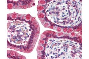 Anti-TNFRSF10A / DR4 antibody IHC of human small intestine042998.