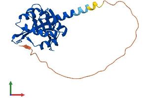 AlphaFold protein structure predicition of Mouse Recombinant Naa11 Protein, UniprotID Q3UX61