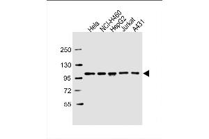 All lanes : Anti-SFPQ Antibody (C-term) at 1:2000 dilution Lane 1: Hela whole cell lysate Lane 2: NCI- whole cell lysate Lane 3: HepG2 whole cell lysate Lane 4: Jurkat whole cell lysate Lane 5: A431 whole cell lysate Lysates/proteins at 20 μg per lane. (SFPQ Antikörper  (C-Term))