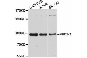 Western blot analysis of extracts of various cell lines, using PIK3R1 antibody. (PIK3R1 Antikörper)