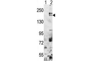 Western blot analysis of SETDB1 antibody and 293 cell lysate either nontransfected (Lane 1) or transiently transfected with the SETDB1 gene (2). (SETDB1 Antikörper  (AA 1193-1225))
