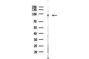Western blot analysis of lysates from Rat brain, using Mitofusin 2 Antibody at 1/1000 dilution.