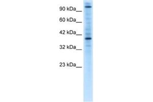 Western Blotting (WB) image for anti-Zinc Finger Protein 624 (ZNF624) antibody (ABIN2460621)