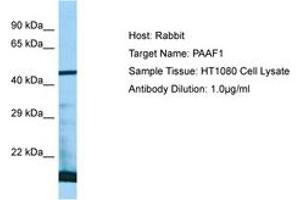 Image no. 1 for anti-Proteasomal ATPase-Associated Factor 1 (PAAF1) (AA 57-106) antibody (ABIN6750063)