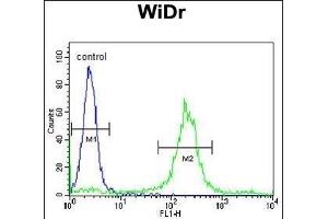 AD Antibody (Center) (ABIN653772 and ABIN2843064) flow cytometric analysis of WiDr cells (right histogram) compared to a negative control cell (left histogram). (ADAM19 Antikörper  (AA 207-236))