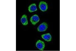 Confocal immunofluorescent analysis of PCDHB3 Antibody (N-term) Cat. (PCDHB3 Antikörper  (N-Term))