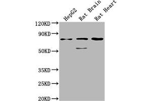 Western Blot Positive WB detected in: HepG2 whole cell lysate, Rat Brain tissue, Rat Heart tissue All lanes: SLC1A7 antibody at 1:2000 Secondary Goat polyclonal to rabbit IgG at 1/50000 dilution Predicted band size: 61, 18 kDa Observed band size: 75 kDa (SLC1A7 Antikörper  (AA 115-216))
