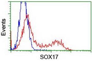 Image no. 2 for anti-SRY (Sex Determining Region Y)-Box 17 (SOX17) (AA 177-414) antibody (ABIN1491029) (SOX17 Antikörper  (AA 177-414))