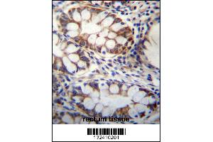 GPSM1 Antibody immunohistochemistry analysis in formalin fixed and paraffin embedded human rectum tissue followed by peroxidase conjugation of the secondary antibody and DAB staining. (GPSM1 Antikörper  (AA 439-468))