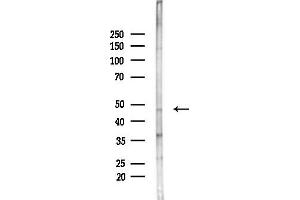 anti-SH2 Domain Protein 2A (SH2D2A) (C-Term) antibody