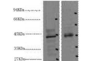 Western Blot analysis of 1) 293T, 2) Mouse heart using CDX2 Monoclonal Antibody at dilution of 1:2000.