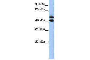 SOHLH1 antibody used at 1 ug/ml to detect target protein. (SOHLH1 Antikörper  (C-Term))