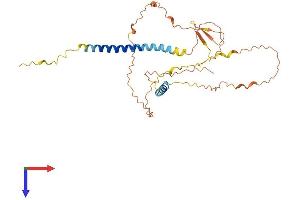AlphaFold protein structure predicition of Human Recombinant SPEM1 Protein, UniprotID Q8N4L4