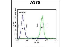 Flow cytometric analysis of A375 cells (right histogram) compared to a negative control cell (left histogram). (ACTR2 Antikörper  (AA 191-219))