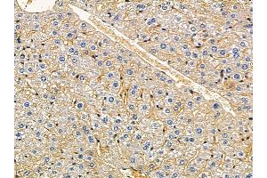 ABIN7094215 and ABIN7098261 at 1/100 staining mouse liver tissue by IHC-P. (FA2H Antikörper  (N-Term))