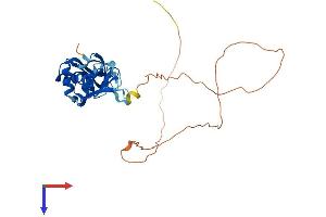 HNRNPA0 Protein (AA 1-305) (His tag)