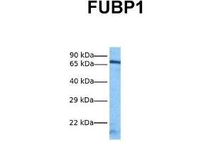 Host:  Rabbit  Target Name:  FUBP1  Sample Tissue:  Human HepG2  Antibody Dilution:  1.