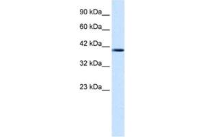 Western Blotting (WB) image for anti-Nucleobindin 2 (NUCB2) antibody (ABIN2461368) (NUCB2 Antikörper)