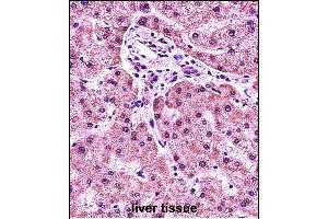 HIST1H1E Antibody (N-term) (ABIN657633 and ABIN2846629) immunohistochemistry analysis in formalin fixed and paraffin embedded human liver tissue followed by peroxidase conjugation of the secondary antibody and DAB staining. (HIST1H1E Antikörper  (N-Term))