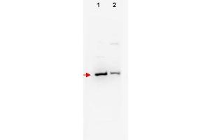 Image no. 1 for anti-F-Box and WD Repeat Domain Containing 11 (FBXW11) (N-Term) antibody (ABIN401257) (FBXW11 Antikörper  (N-Term))