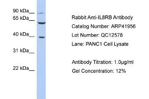 Host: Rabbit Target Name: IL8RB Sample Tissue: Human PANC1 Whole Cell Antibody Dilution: 1ug/ml (CXCR2 Antikörper  (N-Term))