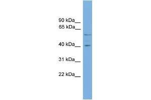 WB Suggested Anti-EDIL3 Antibody Titration: 0. (EDIL3 Antikörper  (N-Term))