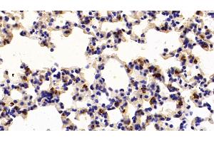 Detection of SP-B in Mouse Lung Tissue using Polyclonal Antibody to Surfactant Protein B (SP-B)