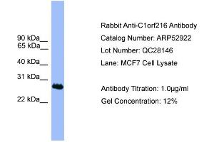 WB Suggested Anti-C1orf216  Antibody Titration: 0.