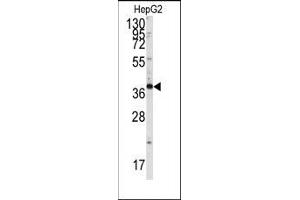 Image no. 1 for anti-SH3-Domain GRB2-Like Endophilin B1 (SH3GLB1) (Tyr80) antibody (ABIN360475) (SH3GLB1 Antikörper  (Tyr80))