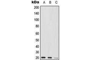 Western blot analysis of MED9 expression in HEK293T (A), Raw264.