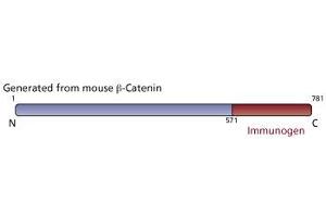 Image no. 3 for anti-Catenin, beta (CATNB) (AA 571-781) antibody (ABIN967785) (beta Catenin Antikörper  (AA 571-781))