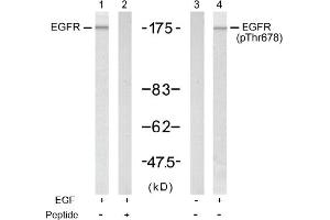 Image no. 1 for anti-Epidermal Growth Factor Receptor (EGFR) (Thr678) antibody (ABIN197412) (EGFR Antikörper  (Thr678))