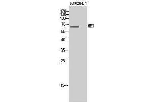 Western Blotting (WB) image for anti-Malic Enzyme 3, NADP(+)-Dependent, Mitochondrial (ME3) (C-Term) antibody (ABIN3185506) (ME3 Antikörper  (C-Term))