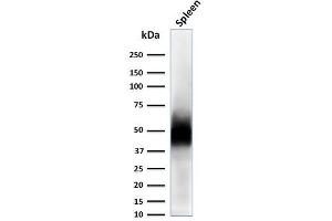 Western Blot Analysis of Spleen tissue lysate using CD63 Mouse Monoclonal Antibody (LAMP3/2788). (CD63 Antikörper  (AA 100-197))