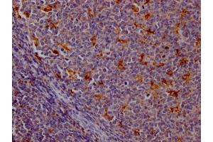 IHC image of ABIN7127386 diluted at 1:100 and staining in paraffin-embedded human tonsil tissue performed on a Leica BondTM system. (Rekombinanter Cathepsin S Antikörper)