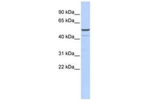 Image no. 1 for anti-Potassium Channel, Subfamily K, Member 12 (KCNK12) (AA 360-409) antibody (ABIN6742564) (KCNK12 Antikörper  (AA 360-409))