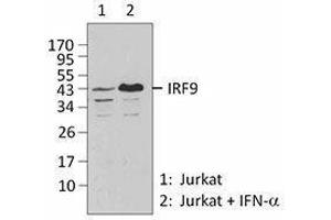 Western Blotting (WB) image for anti-Interferon Regulatory Factor 9 (IRF9) antibody (ABIN2666230) (IRF9 Antikörper)