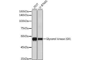 Western blot analysis of extracts of various cell lines, using Glycerol kinase (GK) (GK) antibody (ABIN7267457) at 1:1000 dilution. (Glycerol Kinase Antikörper)