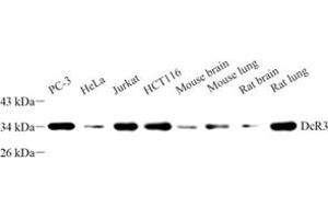 Western blot analysis of DCR3 (ABIN7076071) at dilution of 1: 500 (TNFRSF6B Antikörper)
