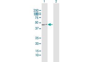 Western Blot analysis of DNASE2 expression in transfected 293T cell line by DNASE2 MaxPab polyclonal antibody. (DNASE2 Antikörper  (AA 1-360))