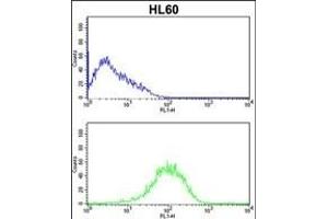 PSMB9 Antibody (C-term) (ABIN652496 and ABIN2842334) flow cytometric analysis of HL60 cells (bottom histogram) compared to a negative control cell (top histogram).