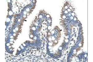 Image no. 1 for anti-Ring Finger Protein 121 (RNF121) (AA 101-150) antibody (ABIN203520) (RNF121 Antikörper  (AA 101-150))