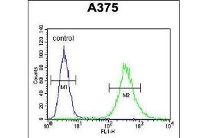ZCCHC17 Antibody (Center) (ABIN654970 and ABIN2844608) flow cytometric analysis of  cells (right histogram) compared to a negative control cell (left histogram). (ZCCHC17 Antikörper  (AA 159-187))