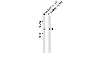 All lanes : Anti-HYAL4 Antibody (Center) at 1:2000 dilution Lane 1: Mouse skeletal muscle lysate Lane 2: Rat skeletal muscle lysate Lysates/proteins at 20 μg per lane. (HYAL4 Antikörper  (AA 143-172))