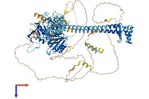 NEMF Protein (AA 1-1064) (His tag)