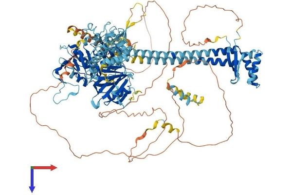 NEMF Protein (AA 1-1064) (His tag)