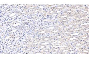 Detection of LEP in Canine Kidney Tissue using Polyclonal Antibody to Leptin (LEP) (Leptin Antikörper  (AA 22-167))