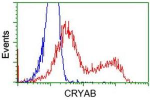 Image no. 3 for anti-Crystallin, alpha B (CRYAB) antibody (ABIN1497646) (CRYAB Antikörper)